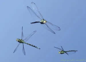 14 Incredible Facts About Dragonflies: Nature's Ultimate Aerial Hunters - image 9