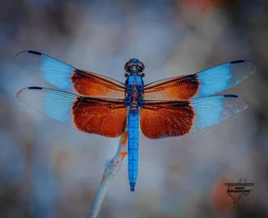 14 Incredible Facts About Dragonflies: Nature's Ultimate Aerial Hunters - image 11