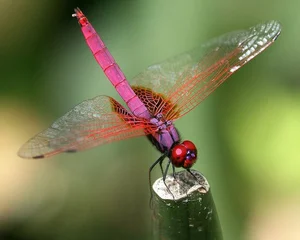 14 Incredible Facts About Dragonflies: Nature's Ultimate Aerial Hunters - image 8