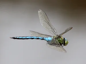 14 Incredible Facts About Dragonflies: Nature's Ultimate Aerial Hunters - image 5