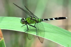 14 Incredible Facts About Dragonflies: Nature's Ultimate Aerial Hunters - image 4
