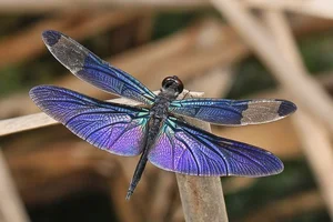 14 Incredible Facts About Dragonflies: Nature's Ultimate Aerial Hunters - image 12