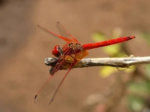 14 Incredible Facts About Dragonflies: Nature's Ultimate Aerial Hunters - image 13