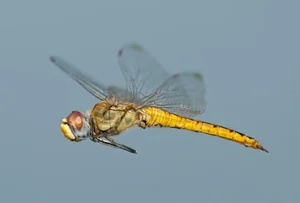 14 Incredible Facts About Dragonflies: Nature's Ultimate Aerial Hunters - image 0