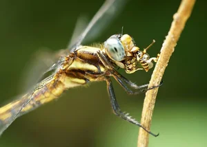 14 Incredible Facts About Dragonflies: Nature's Ultimate Aerial Hunters - image 3