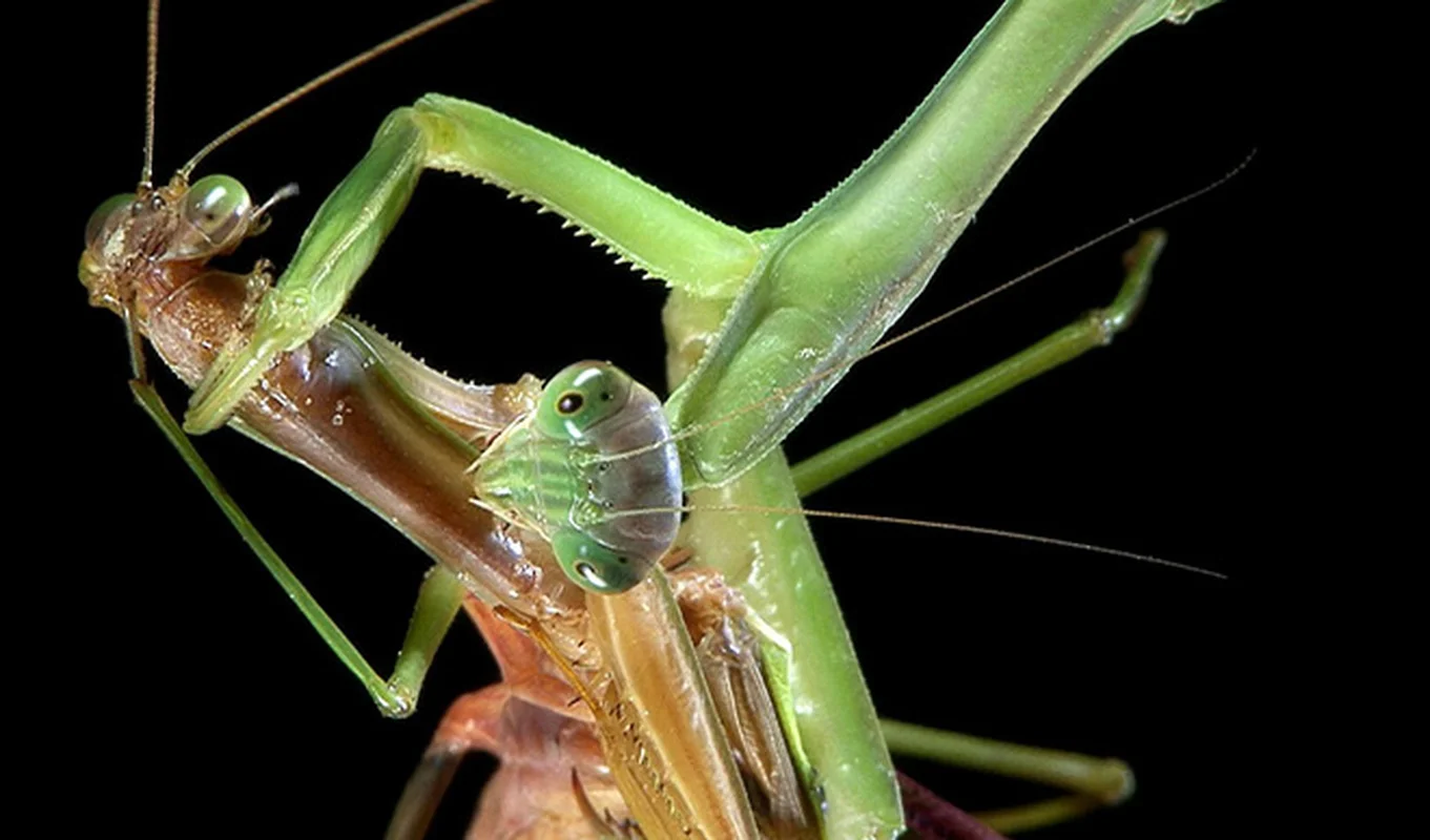 Nature’s Dark Side: Most Terrifying Cannibalistic Animals in the Wild