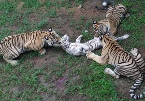 Nature’s Dark Side: Most Terrifying Cannibalistic Animals in the Wild - image 4