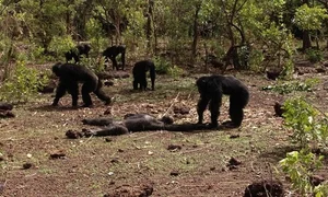 Nature’s Dark Side: Most Terrifying Cannibalistic Animals in the Wild - image 2