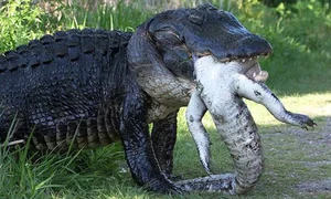 Nature’s Dark Side: Most Terrifying Cannibalistic Animals in the Wild - image 1