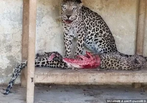 Nature’s Dark Side: Most Terrifying Cannibalistic Animals in the Wild - image 5