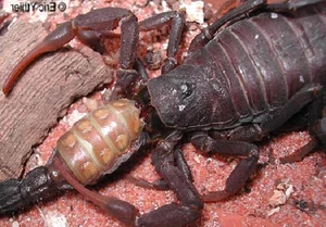 Nature’s Dark Side: Most Terrifying Cannibalistic Animals in the Wild - image 7