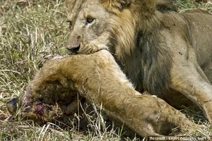 Nature’s Dark Side: Most Terrifying Cannibalistic Animals in the Wild - image 3