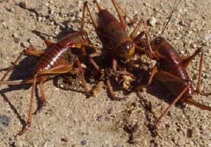 Nature’s Dark Side: Most Terrifying Cannibalistic Animals in the Wild - image 6