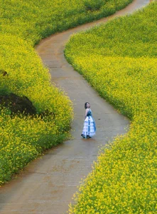 Suoi Giang Welcomes Travelers with Stunning Golden Landscapes - image 10