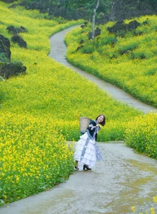 Suoi Giang Welcomes Travelers with Stunning Golden Landscapes - image 3