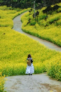 Suoi Giang Welcomes Travelers with Stunning Golden Landscapes - image 0