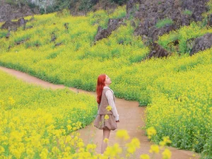Suoi Giang Welcomes Travelers with Stunning Golden Landscapes - image 1