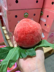 Sapa Crow-Beak Peaches: How to Identify Genuine Vietnamese Fruit from Imports - image 7