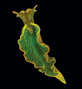 The Only Animal on Earth That Can 'Eat' Sunlight: A Biological Marvel - image 1