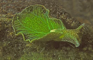The Only Animal on Earth That Can 'Eat' Sunlight: A Biological Marvel - image 3