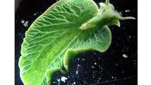 The Only Animal on Earth That Can 'Eat' Sunlight: A Biological Marvel - image 0