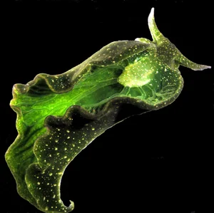 The Only Animal on Earth That Can 'Eat' Sunlight: A Biological Marvel - image 6