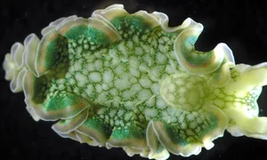 The Only Animal on Earth That Can 'Eat' Sunlight: A Biological Marvel - image 2