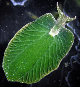 The Only Animal on Earth That Can 'Eat' Sunlight: A Biological Marvel - image 4