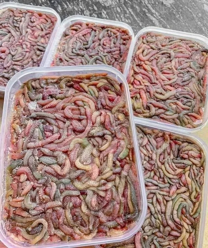 Termite Mushrooms: The Rare 'Heaven's Gift' Fetching High Prices in Vietnam