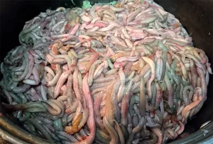 Termite Mushrooms: The Rare 'Heaven's Gift' Fetching High Prices in Vietnam - image 6