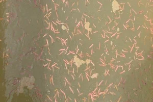 Termite Mushrooms: The Rare 'Heaven's Gift' Fetching High Prices in Vietnam - image 7