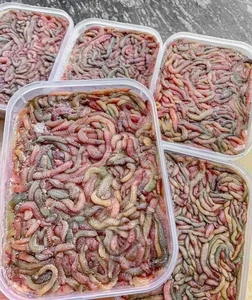 Termite Mushrooms: The Rare 'Heaven's Gift' Fetching High Prices in Vietnam - image 0