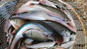 From 'Scary' Pest to Gourmet Delicacy: The Rise of the Pleco Fish Market - image 2