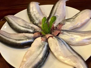 From 'Scary' Pest to Gourmet Delicacy: The Rise of the Pleco Fish Market - image 6