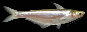 From 'Scary' Pest to Gourmet Delicacy: The Rise of the Pleco Fish Market - image 0