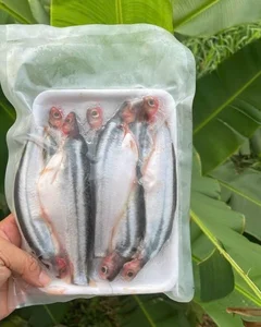 From 'Scary' Pest to Gourmet Delicacy: The Rise of the Pleco Fish Market - image 4