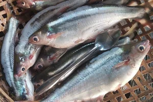 From 'Scary' Pest to Gourmet Delicacy: The Rise of the Pleco Fish Market - image 1