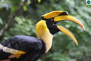 Discover the Most Mysterious and Rare Bird Species of Vietnam's Rainforests - image 4