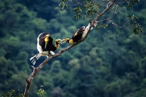 Discover the Most Mysterious and Rare Bird Species of Vietnam's Rainforests - image 1