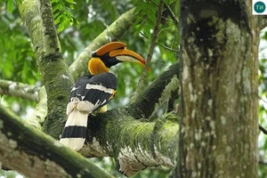 Discover the Most Mysterious and Rare Bird Species of Vietnam's Rainforests - image 7