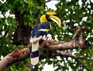 Discover the Most Mysterious and Rare Bird Species of Vietnam's Rainforests - image 2