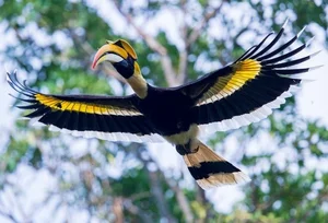 Discover the Most Mysterious and Rare Bird Species of Vietnam's Rainforests - image 6