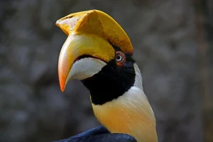 Discover the Most Mysterious and Rare Bird Species of Vietnam's Rainforests - image 0