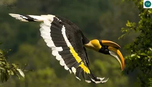 Discover the Most Mysterious and Rare Bird Species of Vietnam's Rainforests - image 5