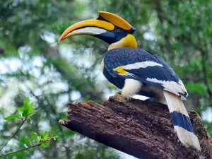 Discover the Most Mysterious and Rare Bird Species of Vietnam's Rainforests - image 3