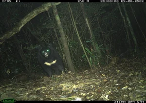 Hidden Wonders: Rare and Mysterious Wildlife Discovered via Camera Traps in Vietnam - image 9