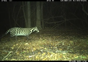 Hidden Wonders: Rare and Mysterious Wildlife Discovered via Camera Traps in Vietnam - image 1