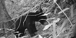 Hidden Wonders: Rare and Mysterious Wildlife Discovered via Camera Traps in Vietnam - image 7