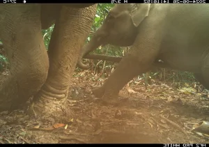 Hidden Wonders: Rare and Mysterious Wildlife Discovered via Camera Traps in Vietnam - image 3