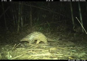 Hidden Wonders: Rare and Mysterious Wildlife Discovered via Camera Traps in Vietnam - image 4